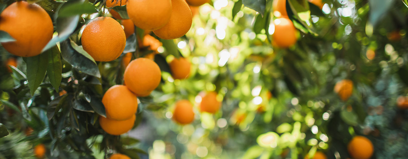 Golden Grove Nursery