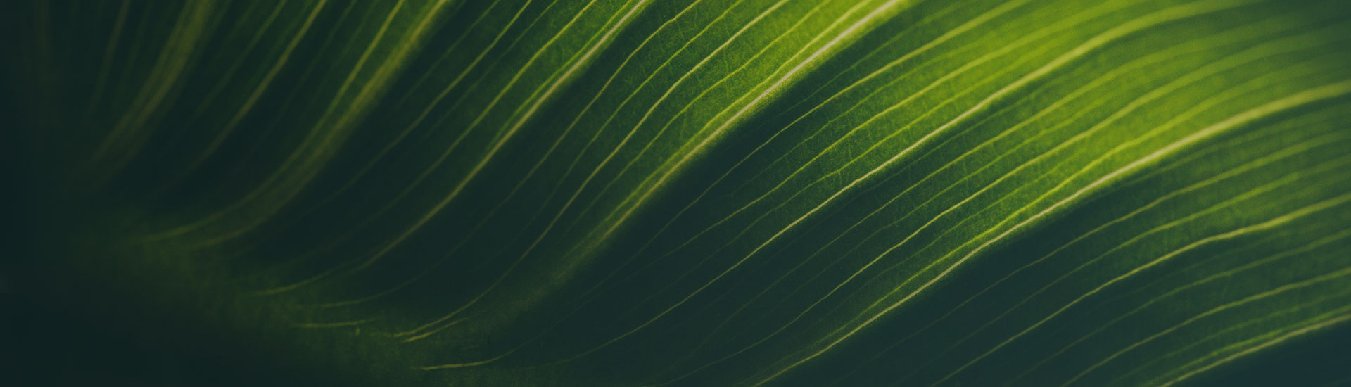 Silver Is the New Baseline: Why Our EcoVadis Achievement Matters