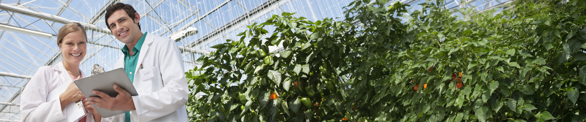 Global Horticulture Company Moves From ECC to S/4HANA