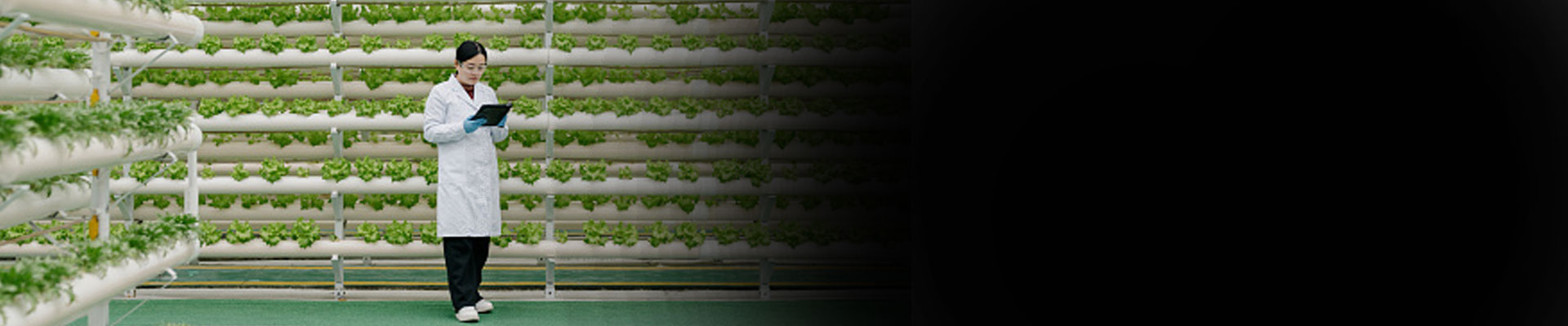 Global Horticulture Leader Moves SAP to Azure